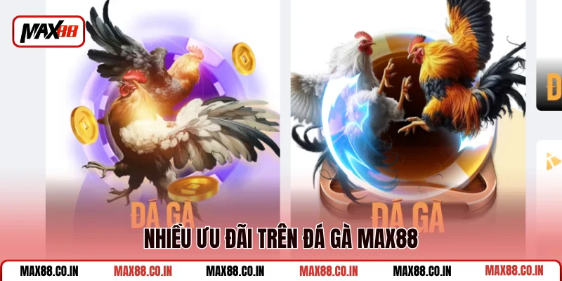 Đá Gà MAX88 2 Nhiều ưu đãi trên đá gà MAX88